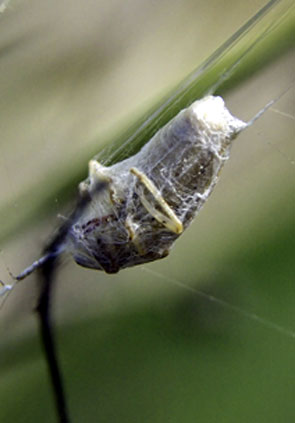 Arachnides. Une Araignée L'Epeire fasciée. Argiope bruennichi. Photos nature. SFO PCV Société Française d'Orchidophilie de Poitou-Charentes et Vendée.