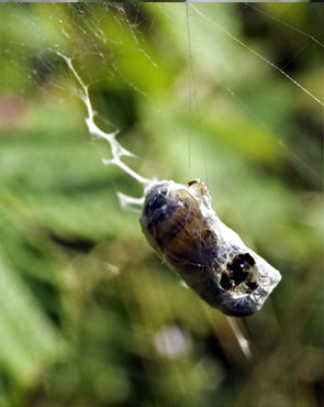 Arachnides. Une Araignée. Epeire fasciée. Argiope bruennichi. Photos nature. SFO PCV Société Française d'Orchidophilie de Poitou-Charentes et Vendée.