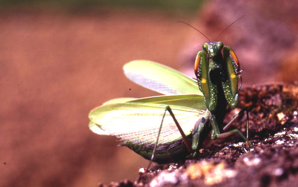 INSECTES ORTHOPTERES - La Mante religieuse (Mantis religiosa) Sujet femelle Posture d'intimidation Photos Nature SFO PCV Ring Jean-Pierre.