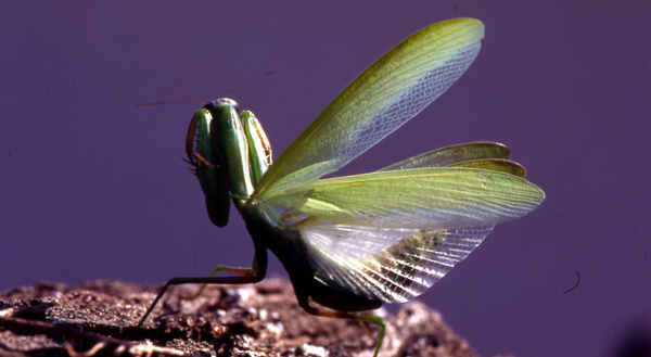 INSECTES ORTHOPTERES - La Mante religieuse (Mantis religiosa) Sujet femelle Photos Nature SFO PCV Ring Jean-Pierre.