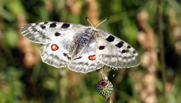INSECTES LEPIDOPTERES ou Papillons - L'Apollon (Parnassius apollo) Photos Nature SFO PCV Jacques Charreau.