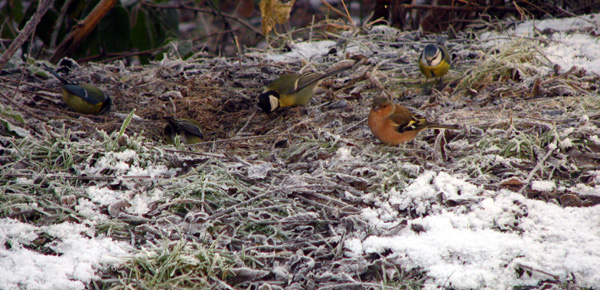 Mésanges chrbonnières, mésanges et Pinson Oiseaux en hiver SFo Poitou-Charentes et Vendée. photo Jean-Pierre Ring.