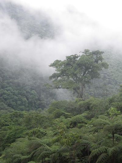Forêts brumeuses des zones montagneuses genre Lycaste