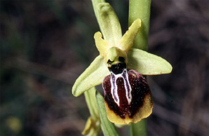 Les Orchidées de Grèce - Le Péloponnèse - Page 6 : Ophrys aesculapii. Photo SFO-PCV 9
