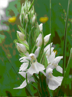 MICROSITES A ORCHIDEES - Les Prairies de Lezay - Inventaires naturalistes. Dactylorhiza elata albinos.