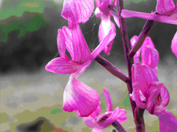 MICROSITES A ORCHIDEES - Les Prairies de Lezay - Inventaires naturalistes. Orchis laxiflora.