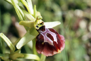 Les Orchidées de Grèce - Le Péloponnèse - Page 6 : Ophrys aesculapii. Photo SFO-PCV 11