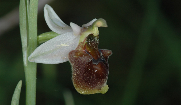 Les Orchidées de Grèce - île de Rhodes. (12) Ophrys dodecanensis. Photo SFO PCV Jacques Potiron.