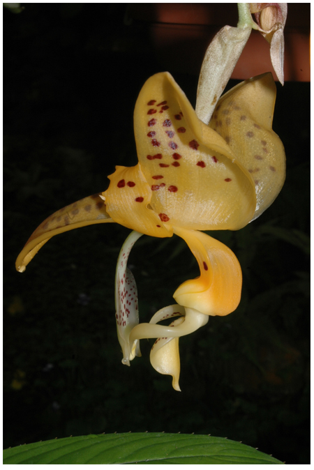 Détail sur Fleur de Amérique du sud (Andes) - Stanhopea bucephalus Photo de Colette Bridon