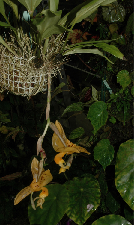 Amérique du sud (Andes) - Culture en panier de Stanhopea bucephalus Photo de Colette Bridon 