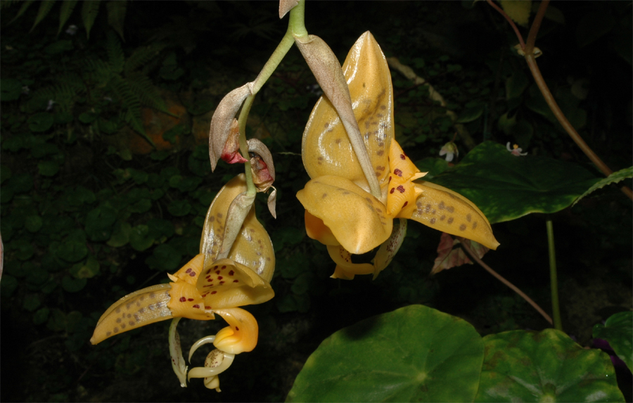 Amérique du sud (Andes) - Stanhopea bucephalus Deux fleurs Photo colette Bridon