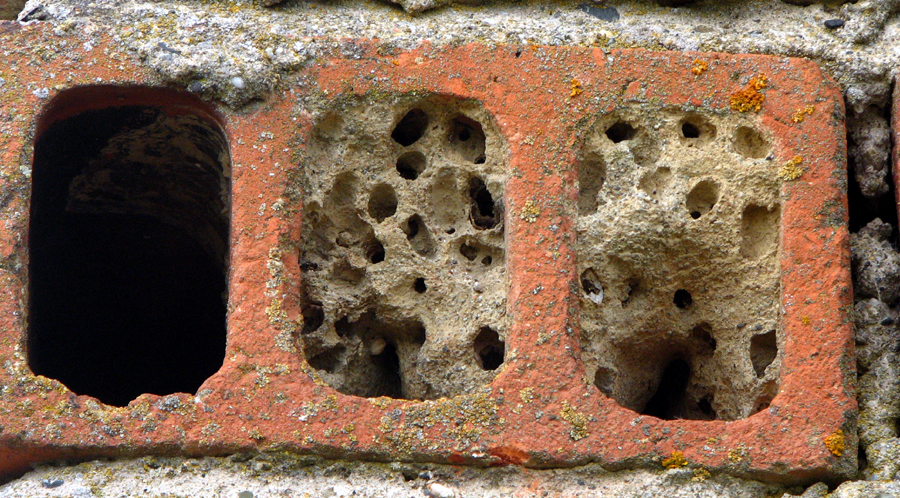 Nid de guêpe maçonne dans les cavités d'une brique creuse Photo Jean-Pierre Ring