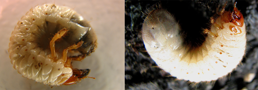 Photos comparaison entre larves mélolonthoïdes de Hanneton et de Cétoine dorée.