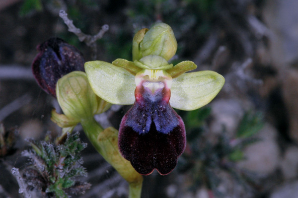 Les Orchidées de Grèce - île de Rhodes. (14) Ophrys iricolor. Photo SFO PCV Jacques Potiron.