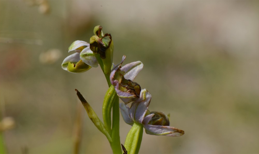Fin de floraison d'ophrys santonica