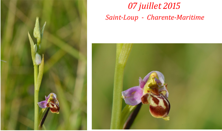 Ophrys santonica Ophrys de la Saintonge