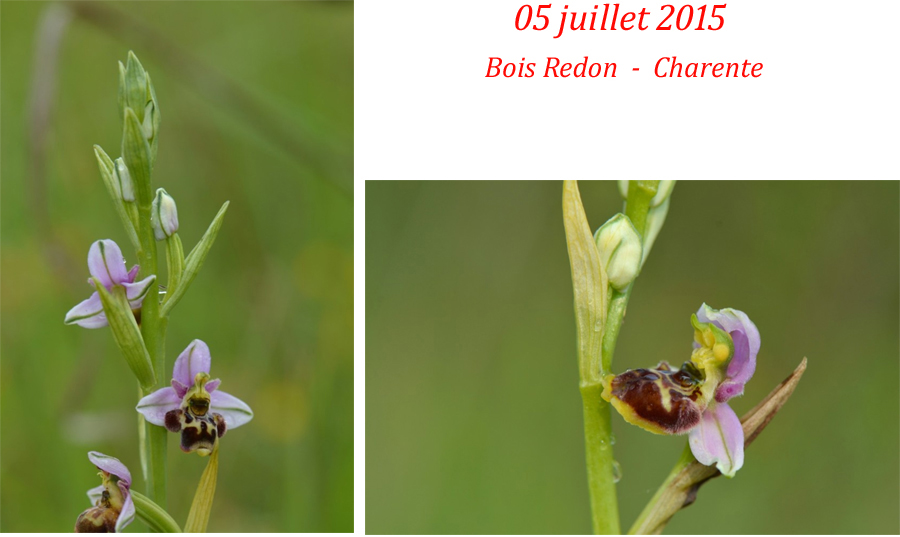 Ophrys de la Saintonge Ophrys santonica