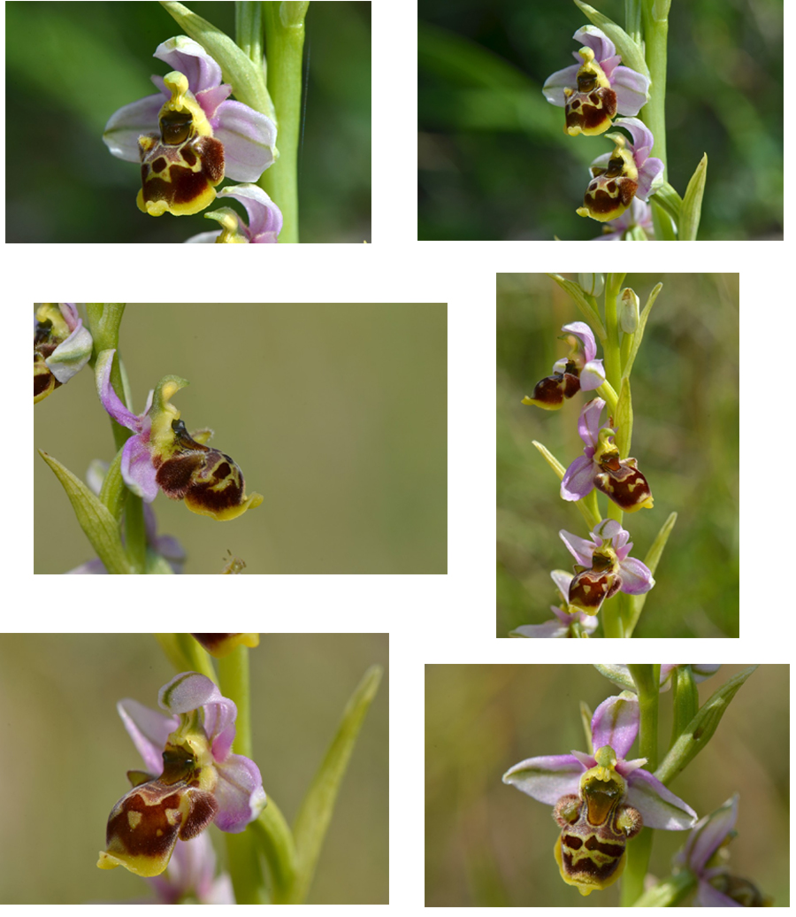 Ophrys de la Saintonge