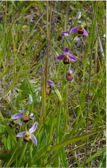 Forme bicolore de l'Ophrys apifera
