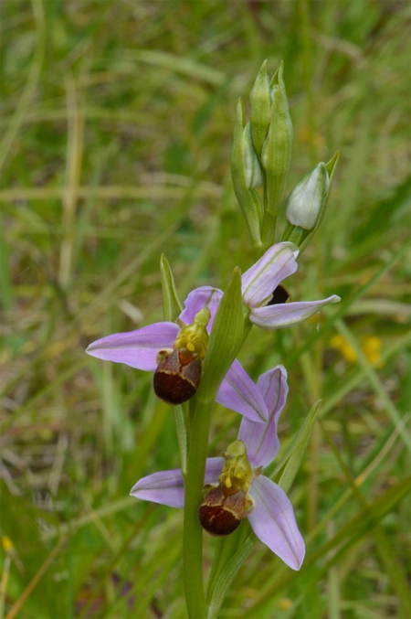 Orchidée Ophrys apifera forme bicolore