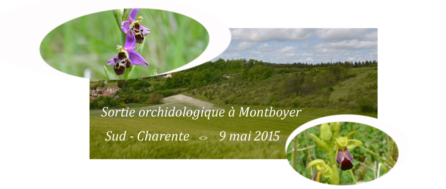 Sortie orchidologique à Montboyer, en sud-Charente, le 9 mai 2015. 