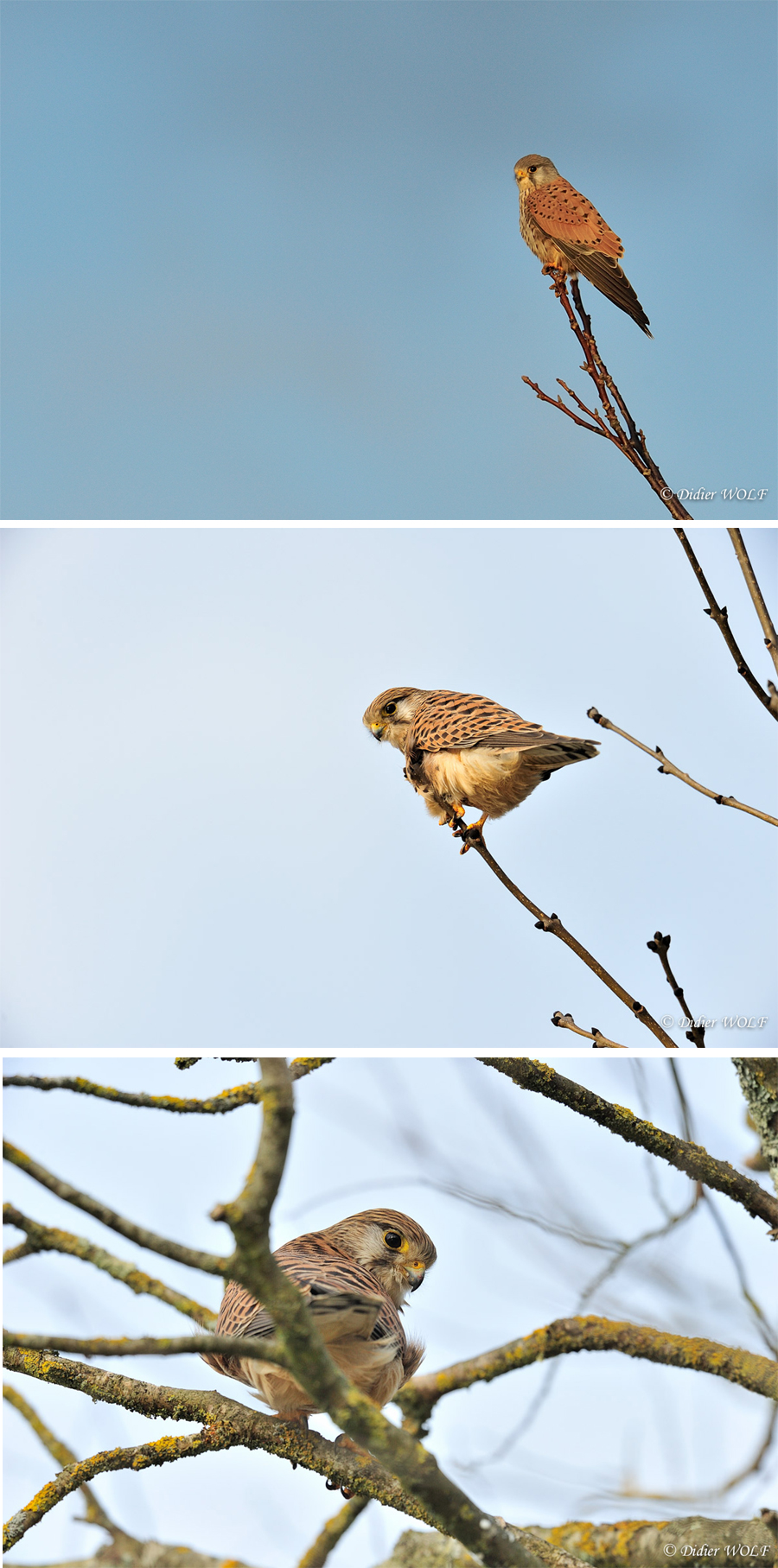 OISEAUX - Le Faucon crécerelle (Falco tinnunculus) Photos Didier Wolf