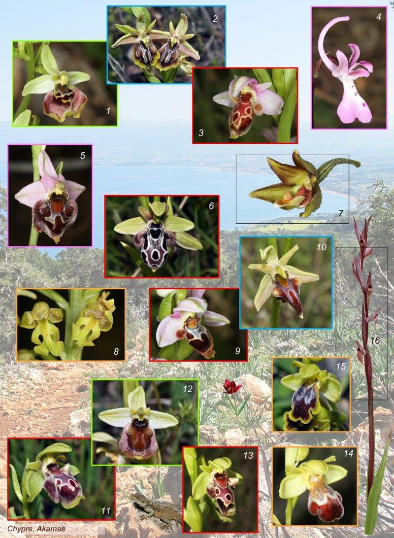 Espèces d'Orchidées de Chypre vues au cours de leurs périple par Jean-Claude Judes et Michel Allard