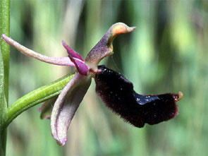 Orchidées de Toscane. Environs de Florence. Ophrys romolinii. 2.SFO PCV - Société Française d'Orchidophilie de Poitou-Charentes et Vendée
