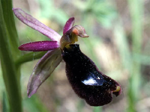 Orchidées de Toscane. Environs de Florence. Ophrys romolinii. 3. SFO PCV - Société Française d'Orchidophilie de Poitou-Charentes et Vendée