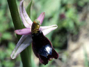 Orchidées de Toscane. Environs de Florence. Ophrys romolinii. 4. SFO PCV - Société Française d'Orchidophilie de Poitou-Charentes et Vendée