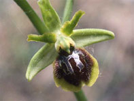 Orchidées de Toscane. Environs de Florence. Ophrys virescens. 1. SFO PCV - Société Française d'Orchidophilie de Poitou-Charentes et Vendée