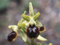 Orchidées de Toscane. Environs de Florence. Ophrys virescens. 3. SFO PCV - Société Française d'Orchidophilie de Poitou-Charentes et Vendée