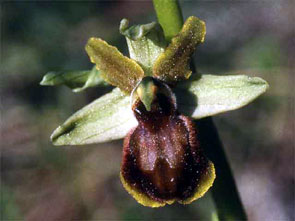 Orchidées de Toscane. Environs de Florence. Ophrys aussonia. 1. SFO PCV - Société Française d'Orchidophilie de Poitou-Charentes et Vendée