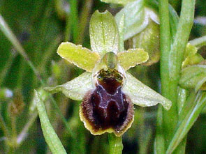Orchidées de Toscane. Environs de Florence. Ophrys aussonia. 2. SFO PCV - Société Française d'Orchidophilie de Poitou-Charentes et Vendée