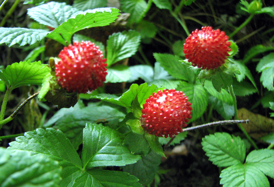 Faux fraisier - Fragaria indica avec ses fausses fraises
