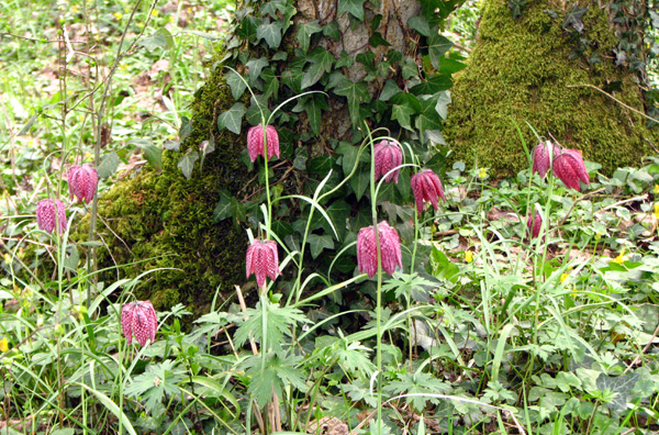 BOTANIQUE - Plantes à fleurs - La Fritillaire pintade - Fritillaria meleagris. SFO PCV