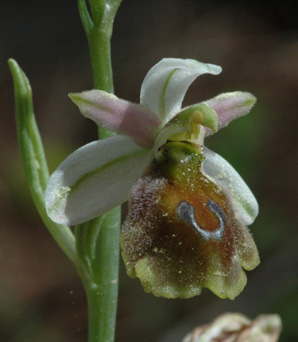 Les Orchidées de Grèce - île de Rhodes. (18) Ophrys lucis. Photo SFO PCV Jacques Potiron.