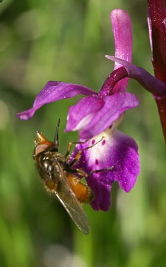 Pollinisateur. Rhingia campestris sur Orchis mascula Insecte syrphidé. SFO de Poitou-Charentes et Vendée. 