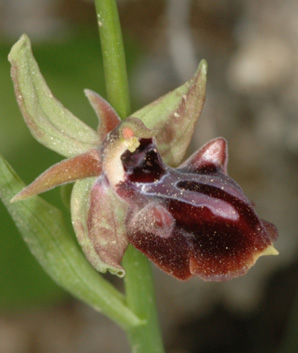 Les Orchidées de Grèce - île de Rhodes. (19) Ophrys mammosa. Photo SFO PCV.