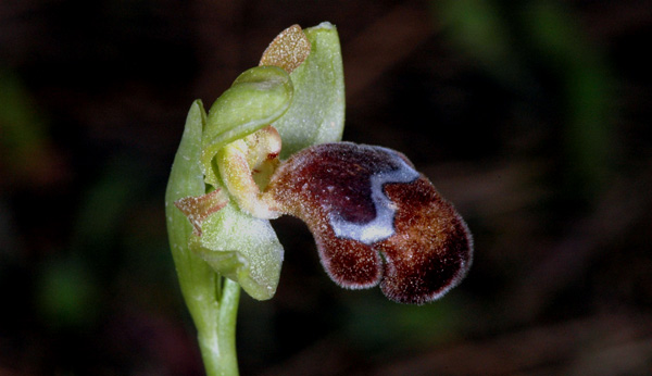 Les Orchidées de Grèce - île de Rhodes. (19) Ophrys omegaifera. Photo SFO PCV Jacques Potiron.