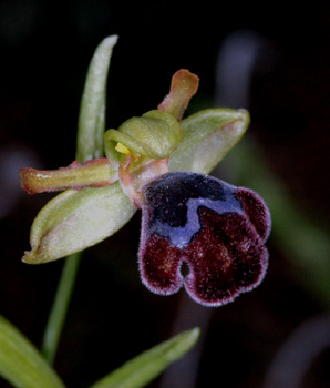 Les Orchidées de Grèce - île de Rhodes. (19) Ophrys omegaifera. Photo SFO PCV Jacques Potiron.