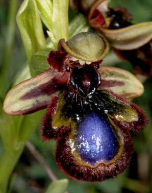 Les Orchidées de Grèce - île de Rhodes. (21) Ophrys speculum var. orientalis. Photo SFO PCV Jacques Potiron.