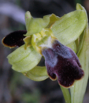 Les Orchidées de Grèce - île de Rhodes. (22) Ophrys parvula. Photo SFO PCV Jacques Potiron.