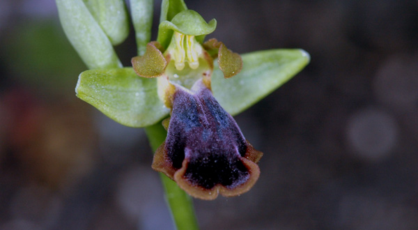 Les Orchidées de Grèce - île de Rhodes. (23) Ophrys persephonae. Photo SFO PCV Jacques Potiron.