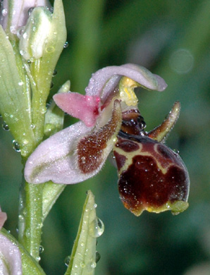 Les Orchidées de Grèce - île de Rhodes. (26) Ophrys umbilicata. Photo SFO PCV. Jacques Potiron.