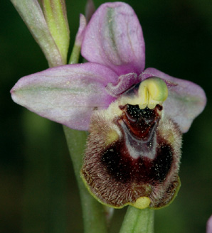 Les Orchidées de Grèce - île de Rhodes. (19) Ophrys tenthredinifera subsp. villosa. Photo SFO PCV Jacques Potiron.