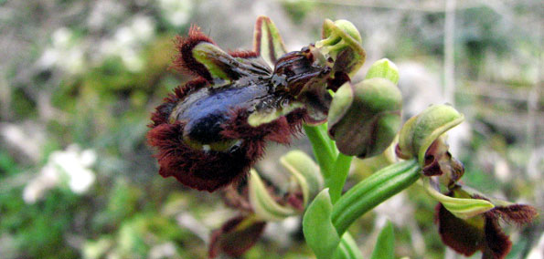 Ophrys speculum ou Ophrys ciliata. Orchidées de Provence. Bouches du Rhône. SFO PCV Société Française d'Orchidophilie de Poitou-Charentes et Vendée. 