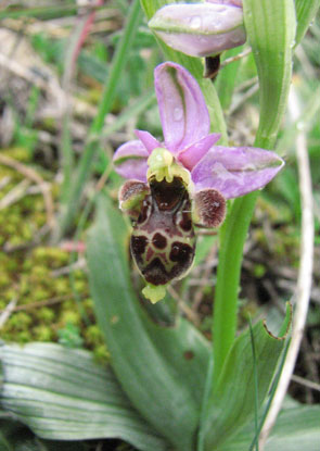 Ophrys scolopax. Aurons. Orchidées de Provence. Bouches du Rhône. SFO PCV Société Française d'Orchidophilie de Poitou-Charentes et Vendée. 