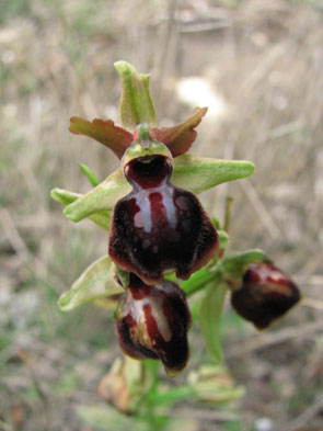 Ophrys passionis. Aurons. Orchidées de Provence. Bouches du Rhône. SFO PCV Société Française d'Orchidophilie de Poitou-Charentes et Vendée. 
