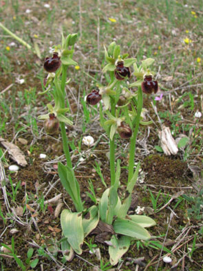 Ophrys passionis sous la pluie. Orchidées de Provence. Bouches du Rhône. SFO PCV Société Française d'Orchidophilie de Poitou-Charentes et Vendée. 
